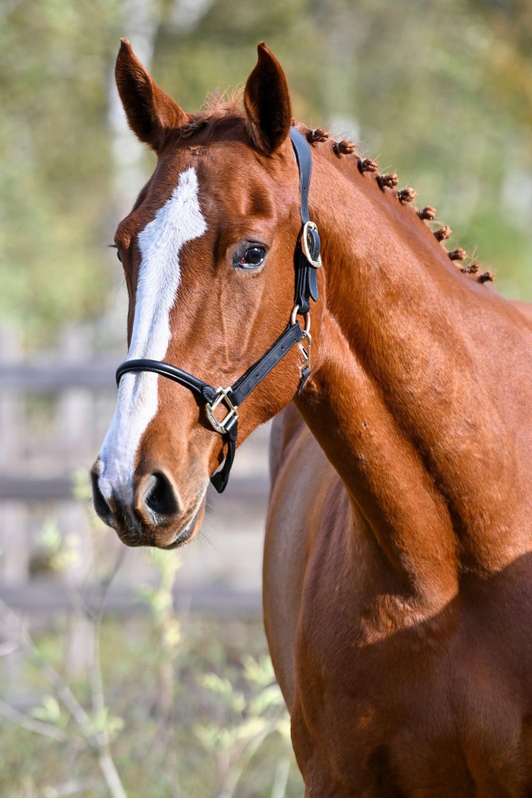 horse